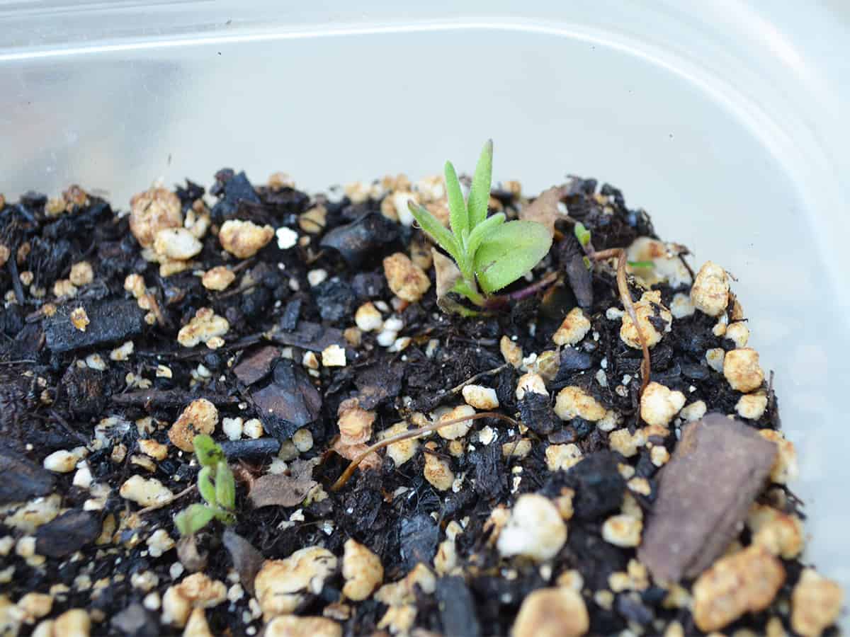 Tiny lavender plants growing from seed