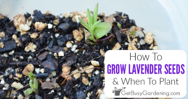 How to Plant and Grow Lavender
