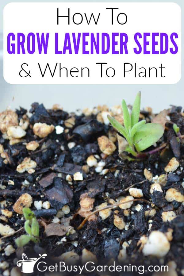 How To Grow Lavender Seeds & When To Plant