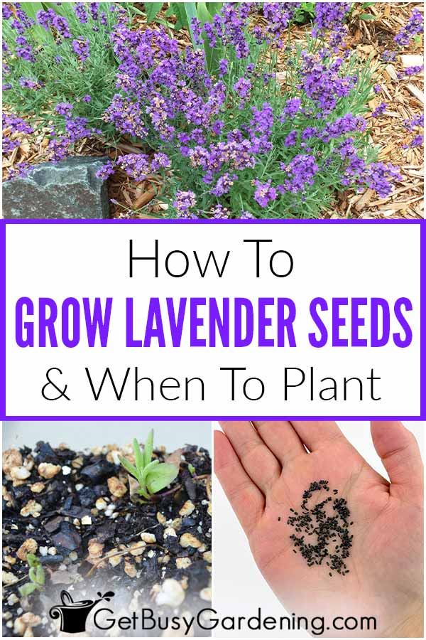 How To Grow Lavender Seeds & When To Plant