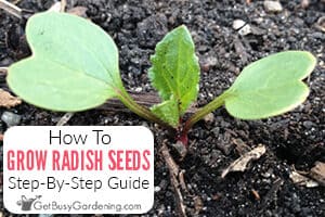 How To Plant & Grow Radishes From Seed