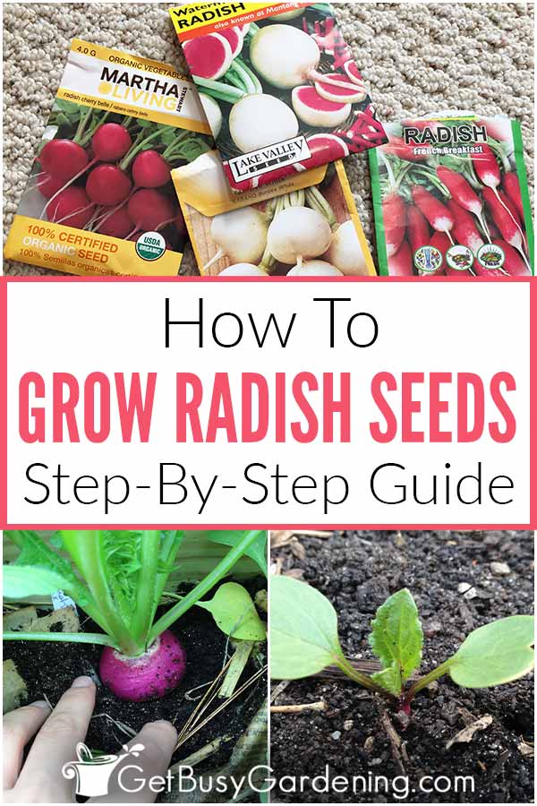 How To Grow Radish Seeds Step-By-Step Guide