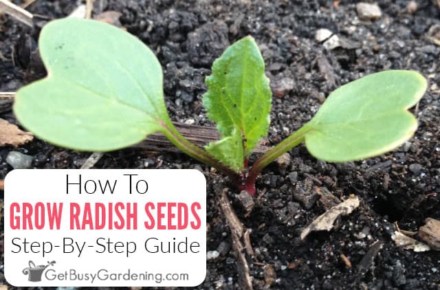 How To Plant & Grow Radishes From Seed