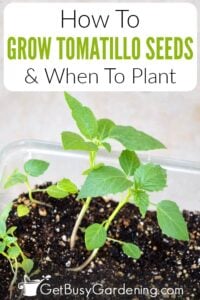 How To Grow Tomatillos From Seed & When To Plant