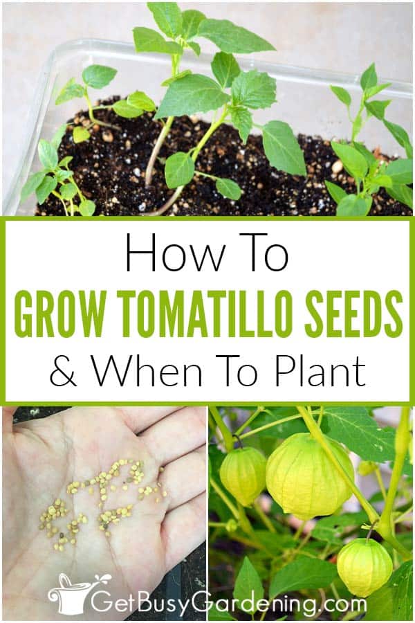 How To Grow Tomatillo Seeds & When To Plant