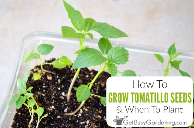 How To Grow Tomatillos From Seed & When To Plant