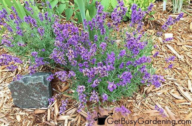 Mature lavender flowering in my garden