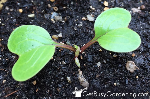 Radish seedling germinating
