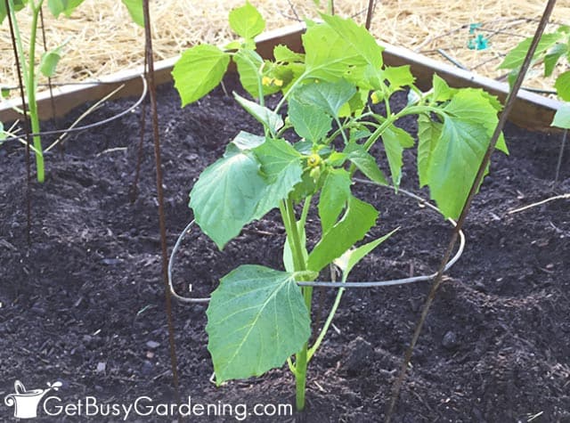 Transplanting tomatillo seedlings outdoors