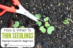 Thinning Seedlings A Beginner s Guide For How To Thin Seedlings