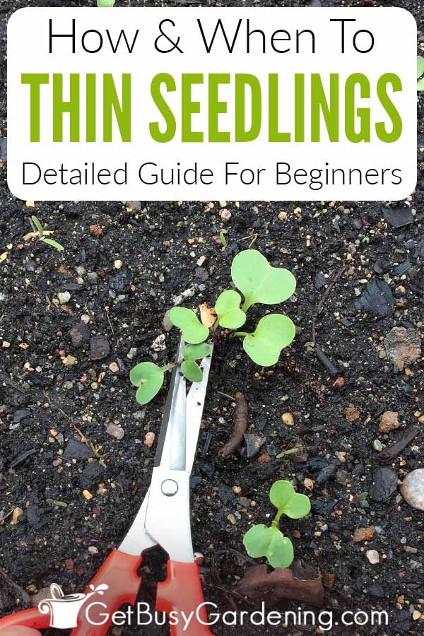 How & When To Thin Seedlings Detailed Guide For Beginniners
