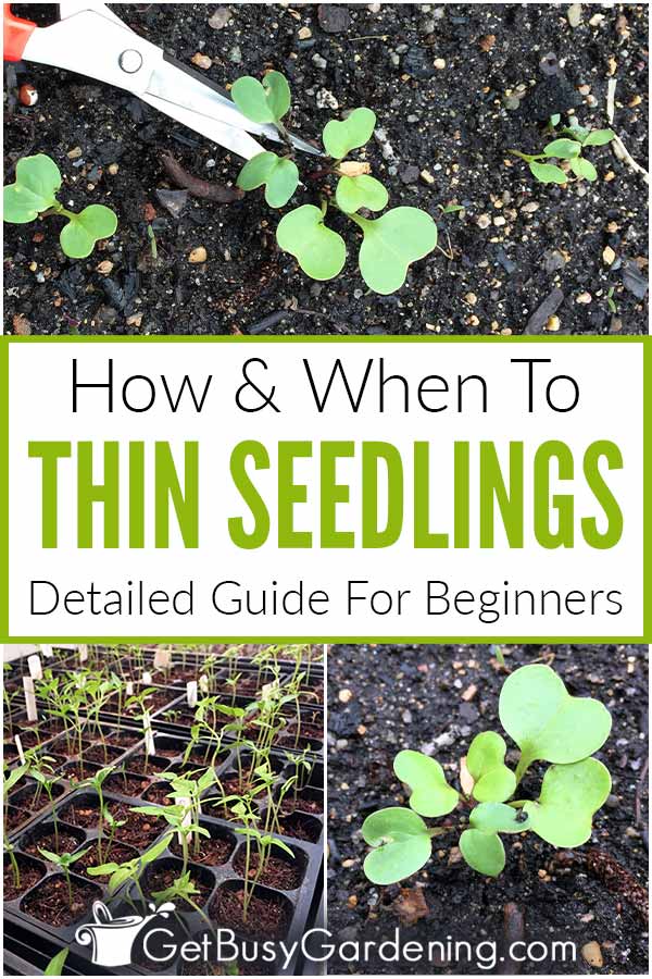 How & When To Thin Seedlings Detailed Guide For Beginners