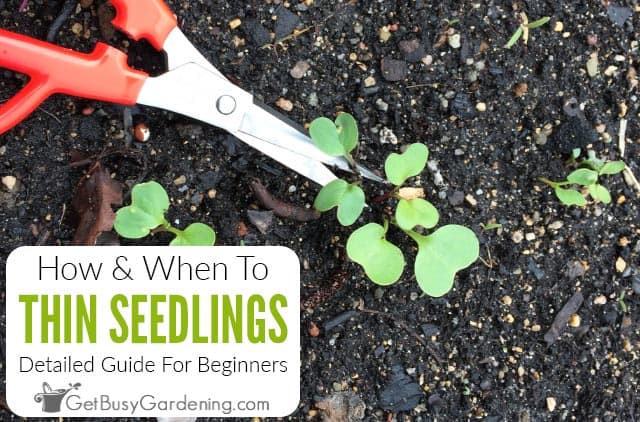 How & When To Thin Seedlings & Plants (Everything You Need To Know)