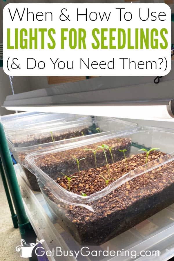 When & How To Use Lights For Seedlings (& Do You Need Them?)