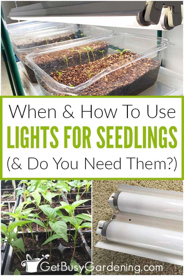 When & How To Use Lights For Seedlings (& Do You Need Them?)