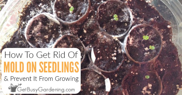 stop mold on seedlings