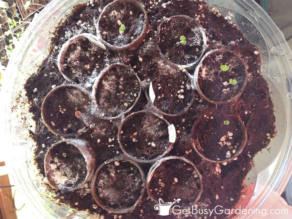 Mold growing on seedlings and the soil