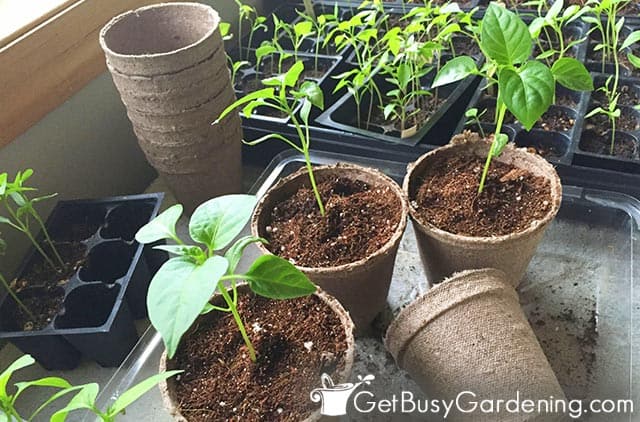 Potting up seedlings to prevent mildew growth