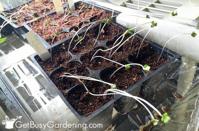 Thin and stretched out seedlings flopping over