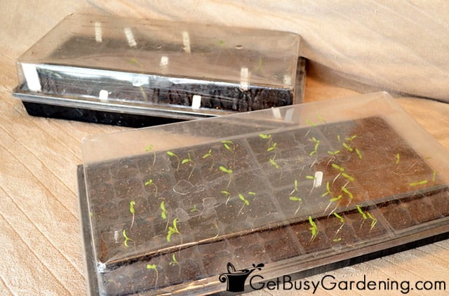 Seedlings in covered trays are prone to mold