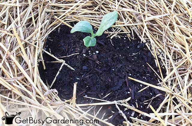 Small seedling planted in the ground