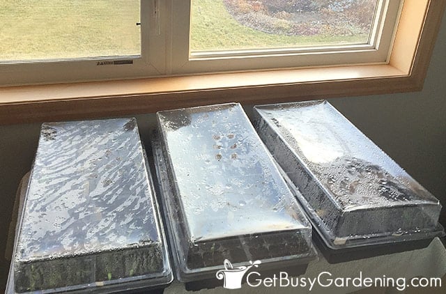 Seed trays sitting next to a sunny window