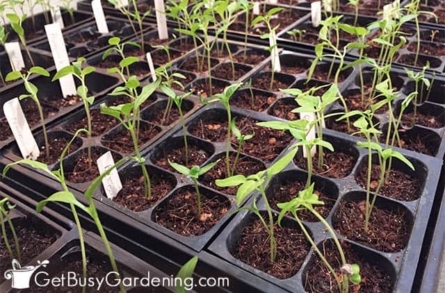 Thin seedlings to allow proper airflow