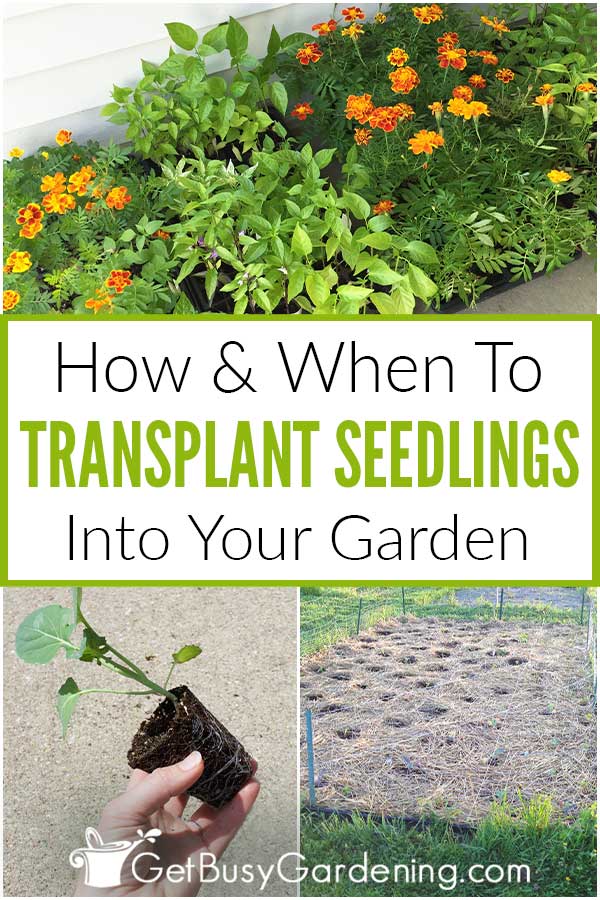 How & When To Transplant Seedlings Into Your Garden