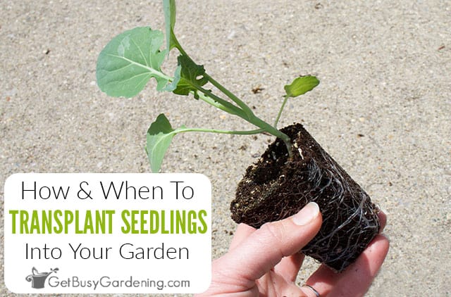 How & When To Transplant Seedlings Into Your Garden (Everything You Need To Know)