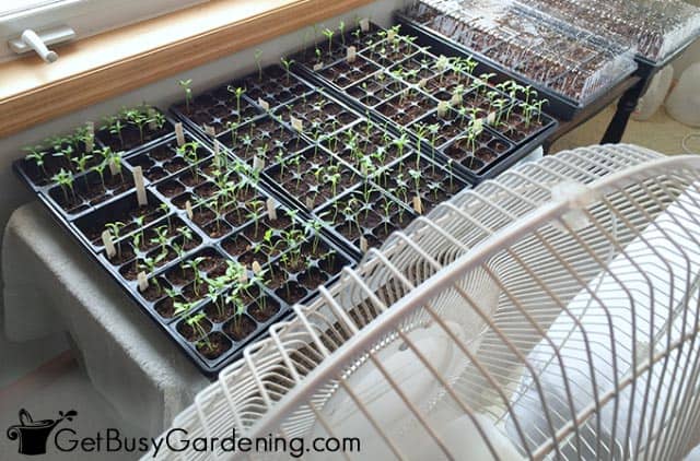 Using a fan to prevent mold on seedlings