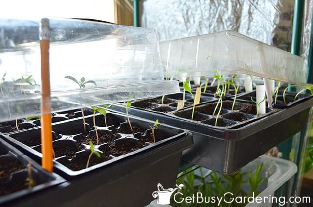 Ventilating trays to avoid mold on soil and seedlings