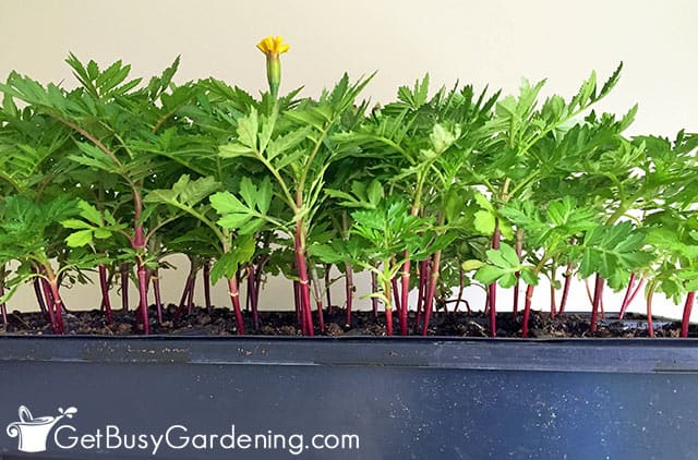 A tray of seedlings grown indoors