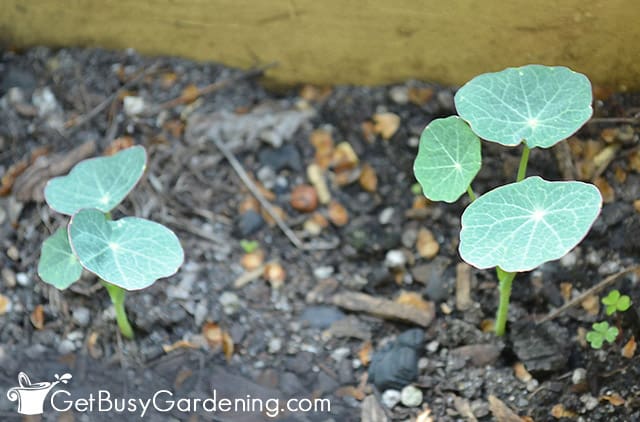 Baby seedlings in my garden