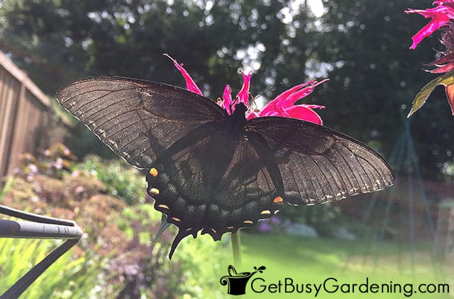 Black swallowtail butterfly on monarda flower