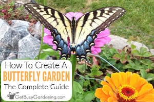 Tips For Creating A Butterfly Friendly Garden