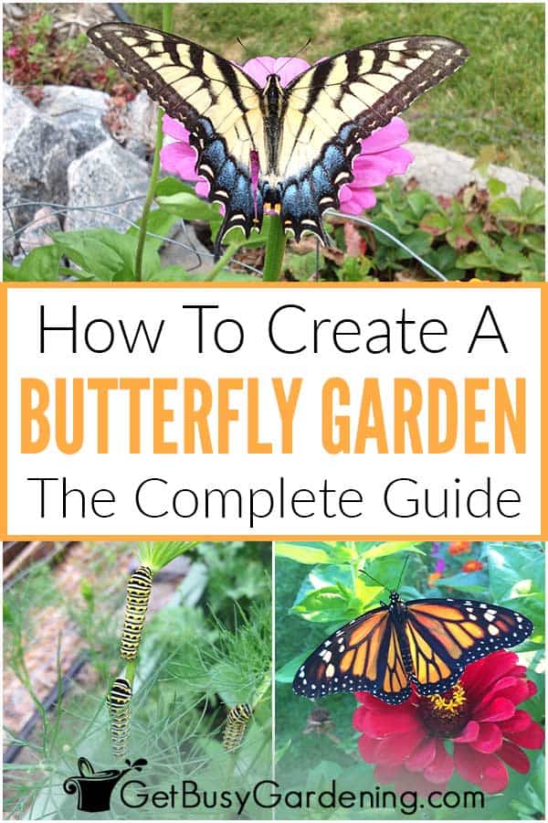 How To Create A Butterfly Garden: The Complete Guide