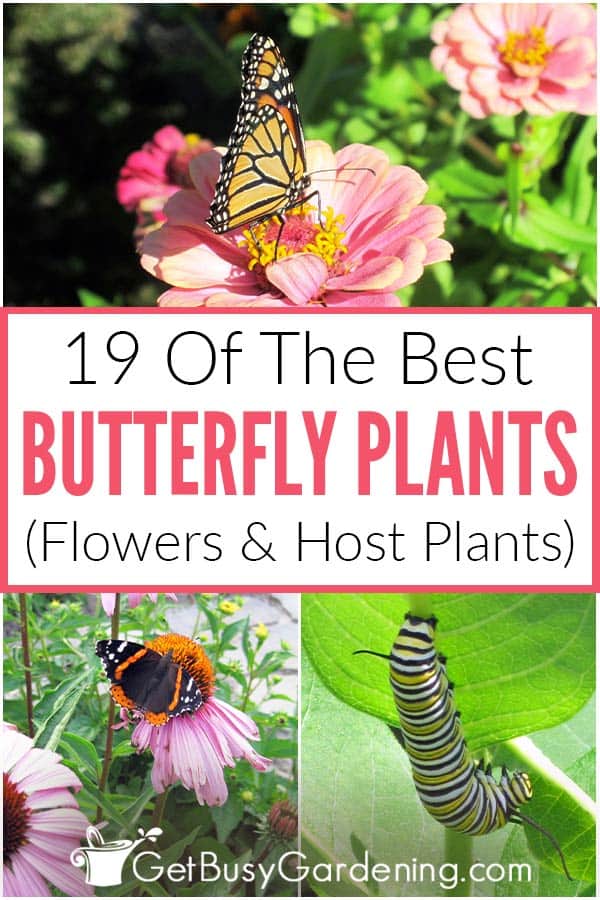 19 Of The Best Butterfly Plants (Flowers & Host Plants)