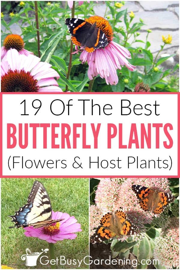 19 Of The Best Butterfly Plants (Flowers & Host Plants)