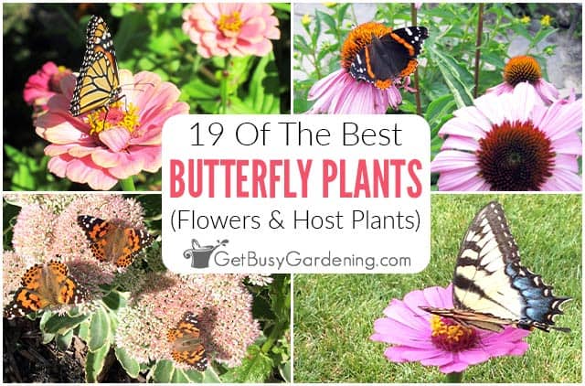 19 Flowers & Host Plants That Attract Butterflies To Your Yard & Garden
