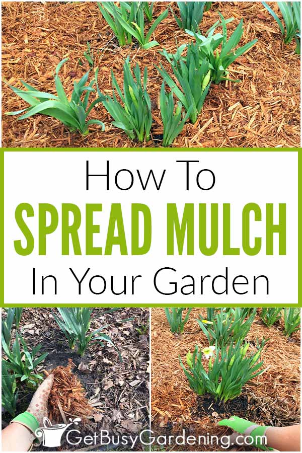 How To Spread Mulch In Your Garden