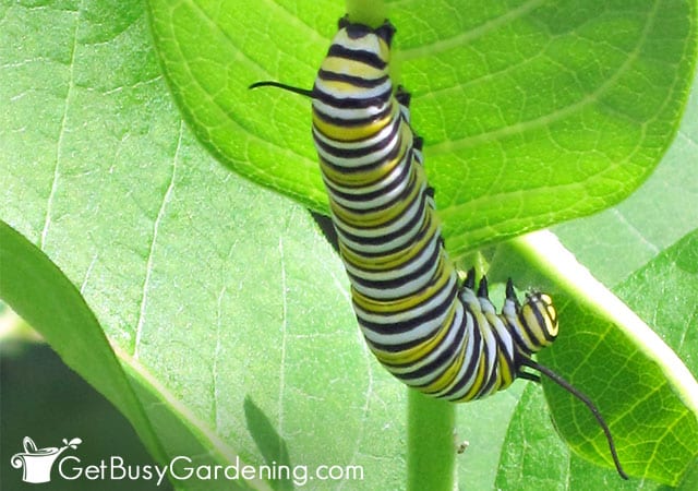 Monarch caterpillar feeding on milkweed plant