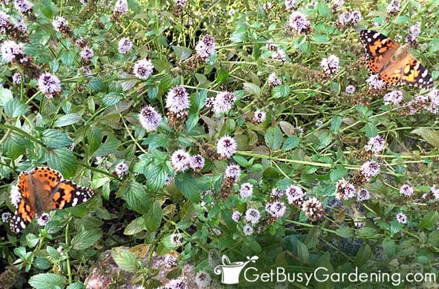 Painted lady butterflies on mint plant flowers