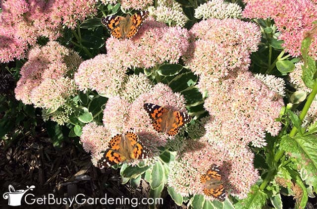 Painted lady butterflies on sedum flowers