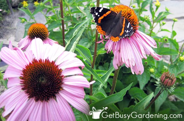 Red admiral butterfly on purple cone flower