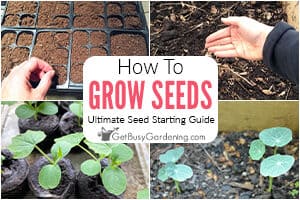 How To Grow Seeds: The Ultimate Seed Starting Guide