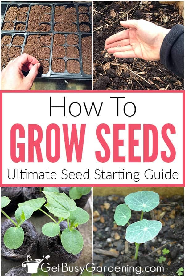 How To Grow Seeds Ultimate Seed Starting Guide