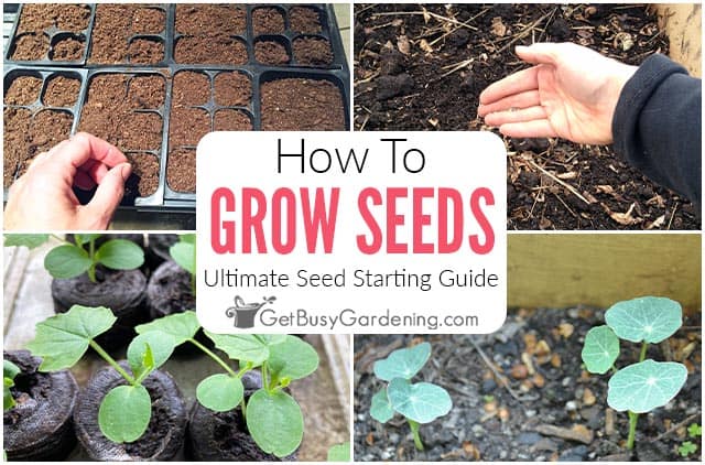 How To Grow Seeds: The Ultimate Seed Starting Guide