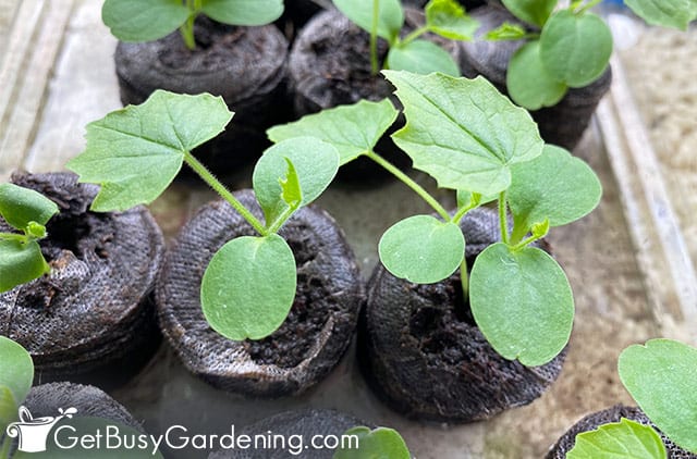 Seedlings growing in plantable pellets