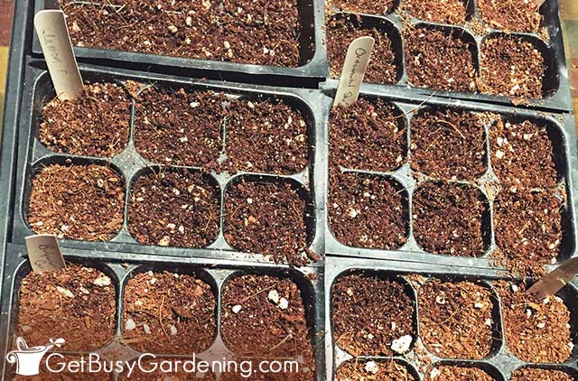 Trays planted using the indoor seed starting technique