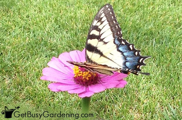 Yellow swallowtail butterfly sitting on a wide flower